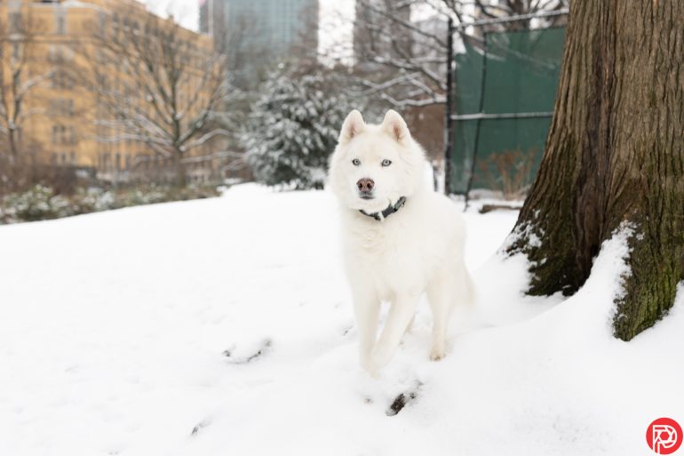 White husky with blue eyes stands in snow near a tree in an urban park setting.
