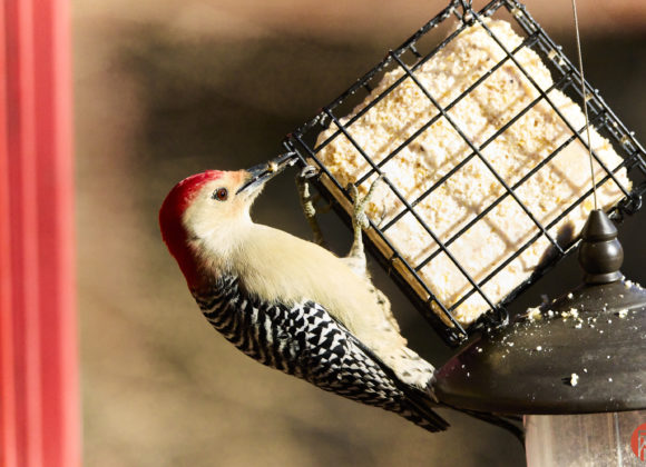 A red-bellied woodpecker clings to a suet feeder, pecking at the food inside on a sunny day.
