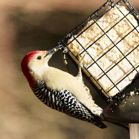 A red-bellied woodpecker clings to a suet feeder, pecking at the food inside on a sunny day.