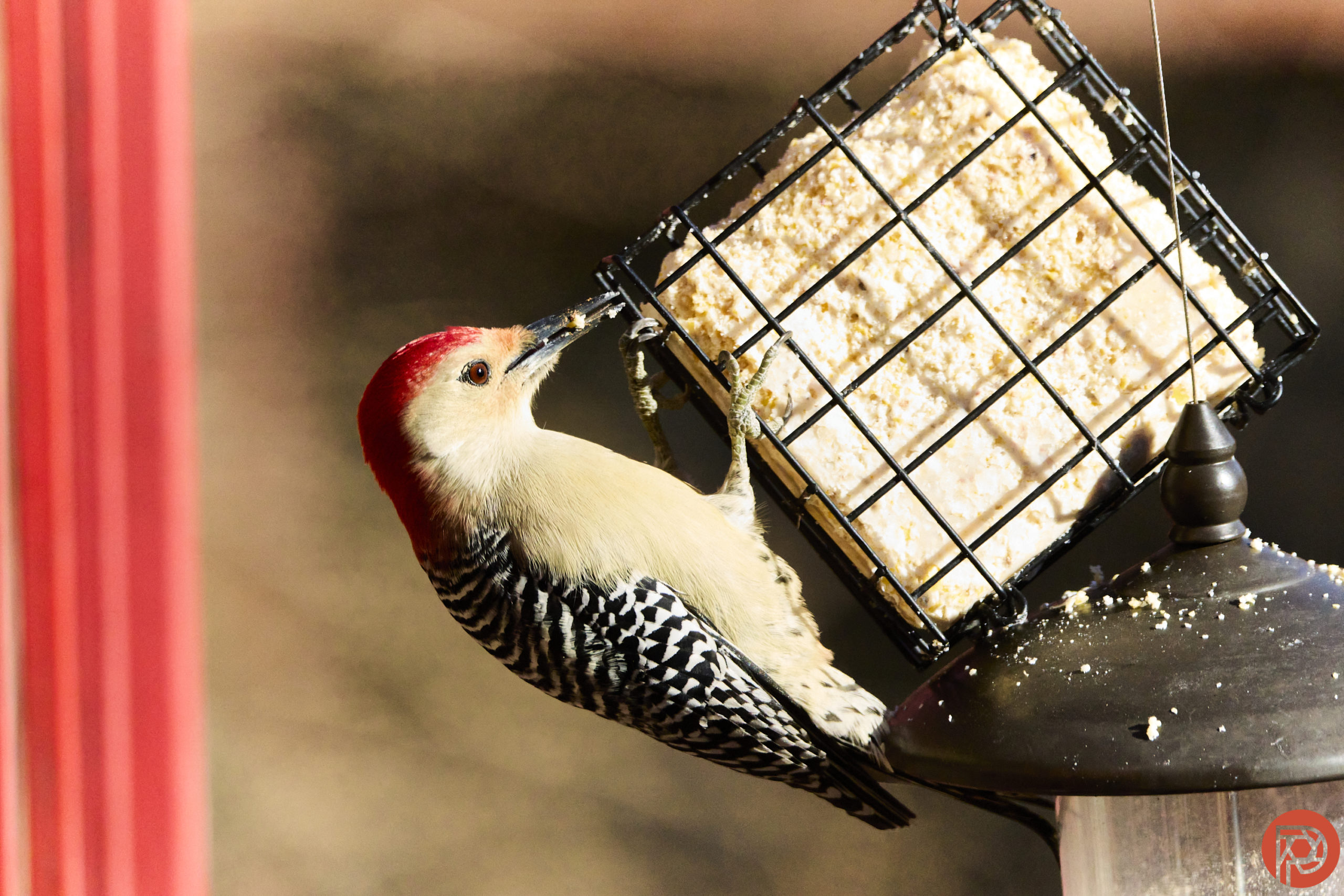 A red-bellied woodpecker clings to a suet feeder, pecking at the food inside on a sunny day.