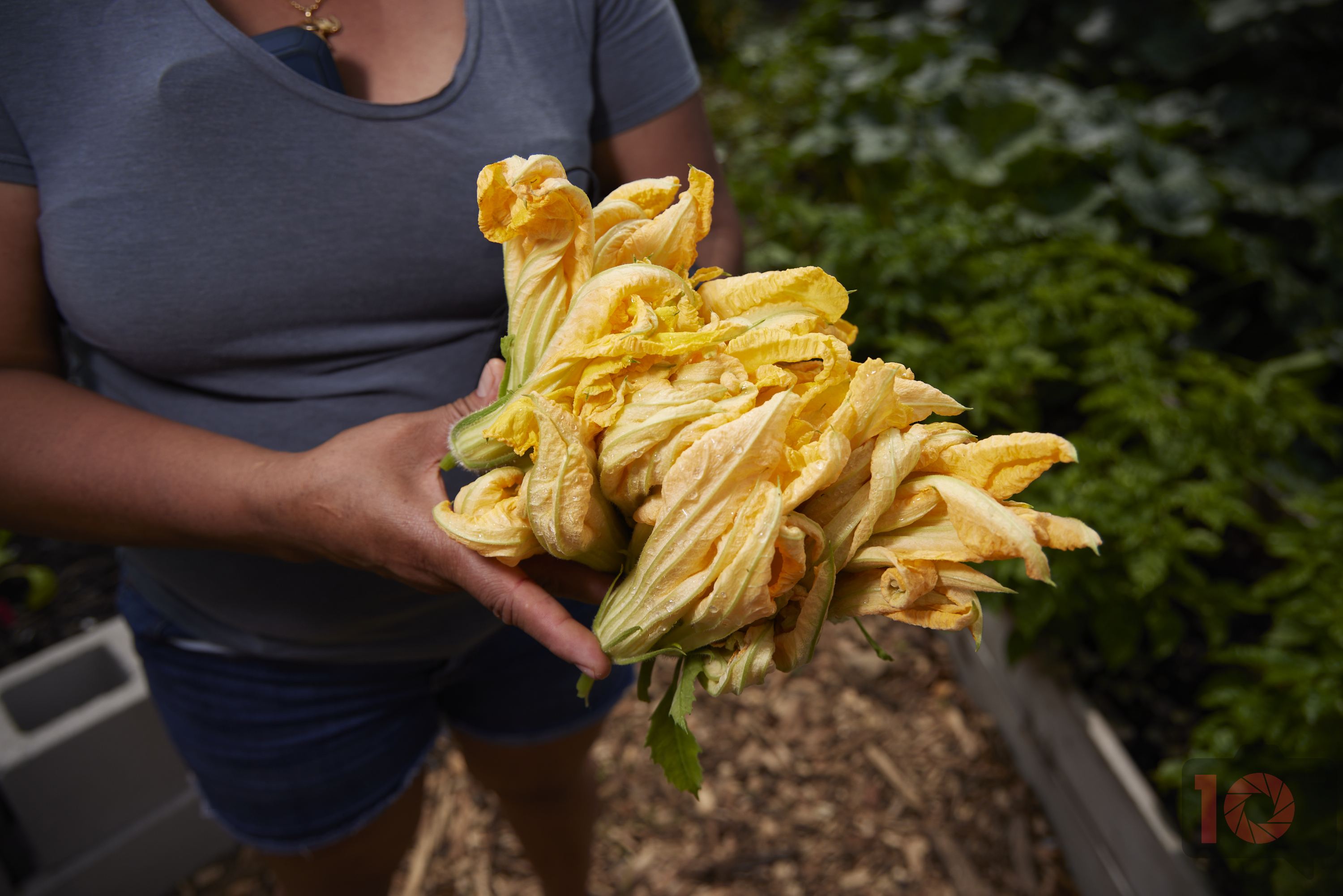 A person in a gray shirt holds a bunch of fresh yellow squash blossoms in a garden.