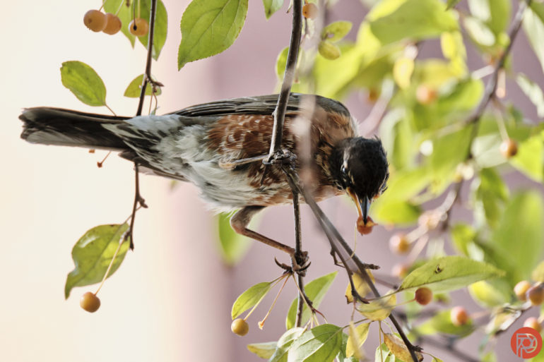 A bird perched on a branch eats a small orange berry among green leaves.