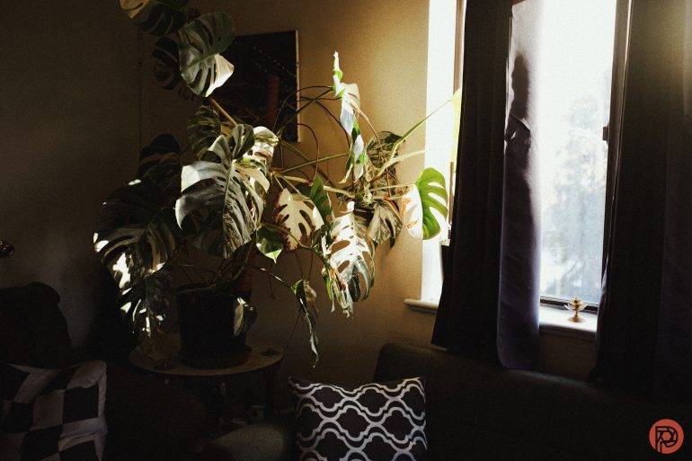 Large monstera plant near a sunlit window with dark curtains and patterned pillows on a sofa.