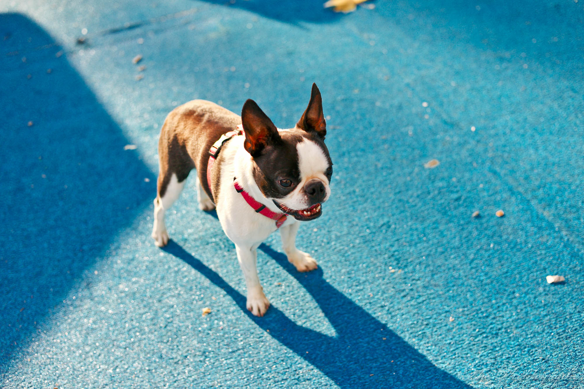 Small Boston Terrier dog with a harness stands on bright blue textured ground in sunlight, casting a shadow.