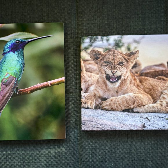 Two canvas prints: one of a green hummingbird and one of lion cubs lying together on a rock.