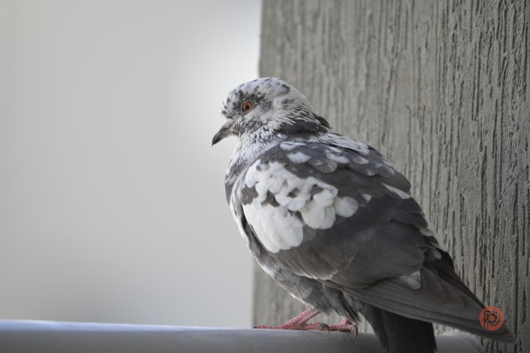 A speckled pigeon perched on a metal railing beside a textured wall, looking to the left.