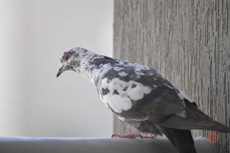 A black and white pigeon perched on a ledge next to a textured gray wall.