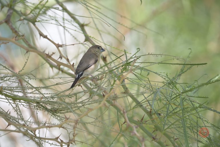 A small brown bird perched on thin, green, thorny branches with a soft, blurred background.