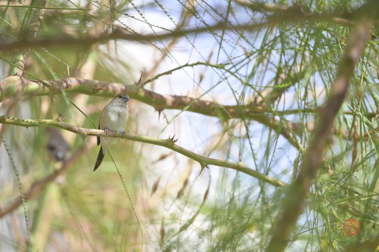 A small bird perches on a thin branch among green, needle-like leaves and soft sunlight.