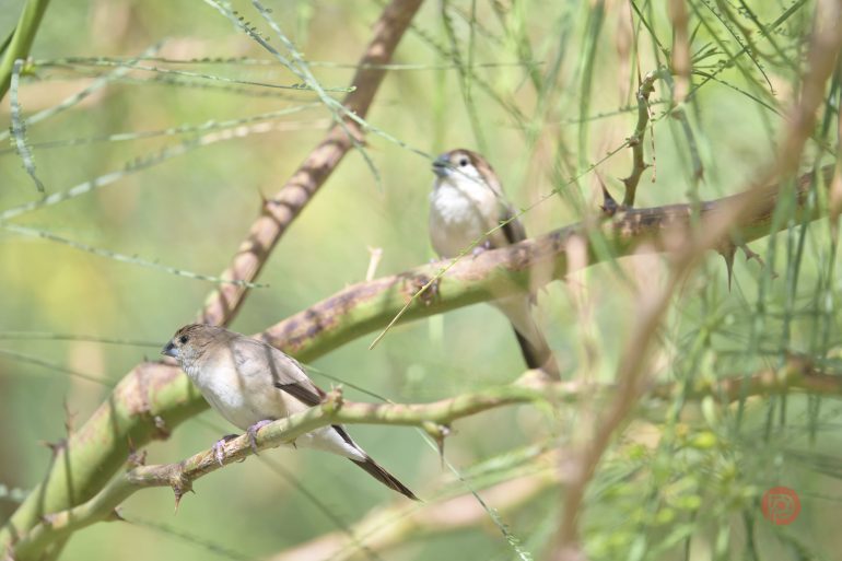 Two small brown birds perched on thin leafy branches with a green blurred background.