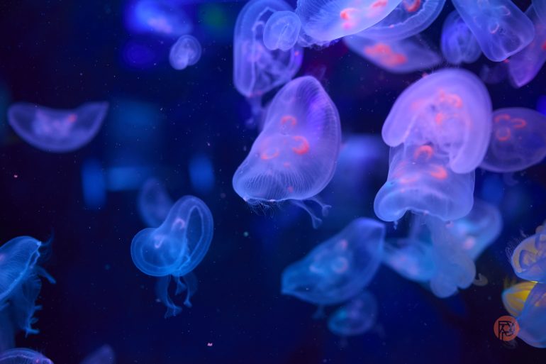 Translucent jellyfish glowing with blue and pink light drift against a dark underwater background.