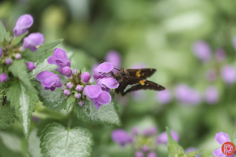 A brown butterfly feeds on a cluster of small purple flowers surrounded by green leaves.