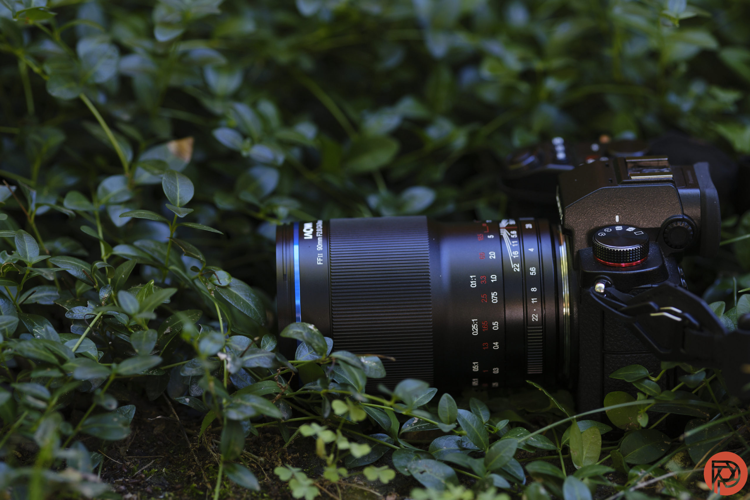 A black camera with a large lens rests on green leafy ground cover outdoors.