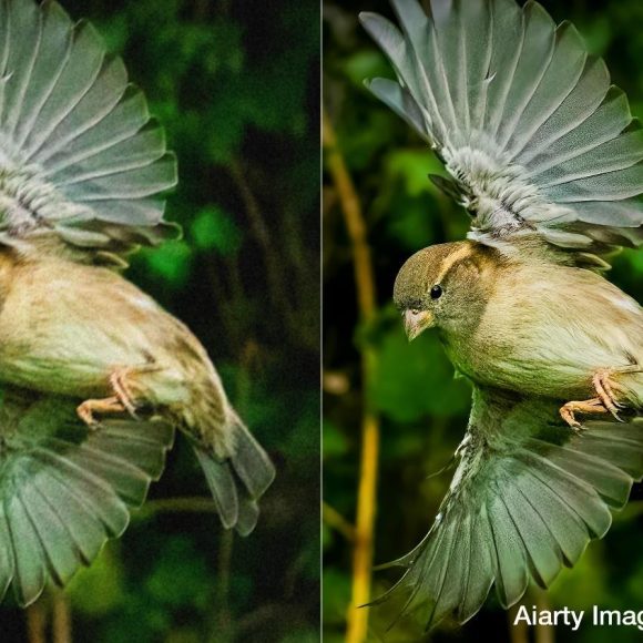 Side-by-side images of a bird in flight, with the right image appearing sharper and more vibrant.