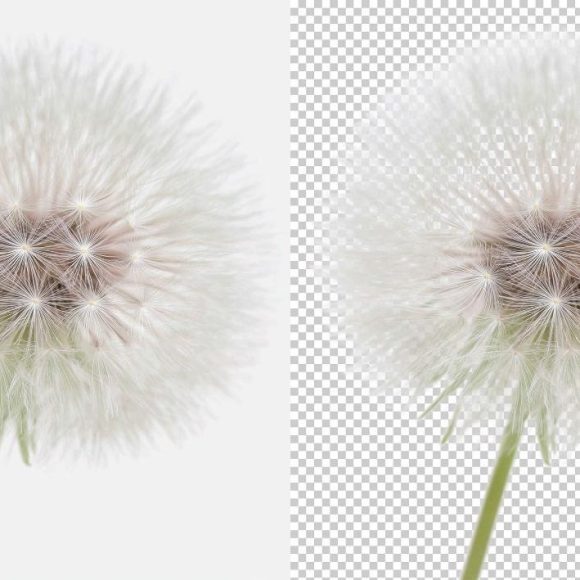 A dandelion seed head on a white background (left) and on a transparent background (right).