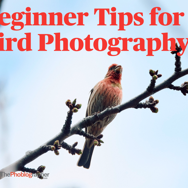 A small bird perches on a branch against the sky with text, Beginner Tips for Bird Photography.